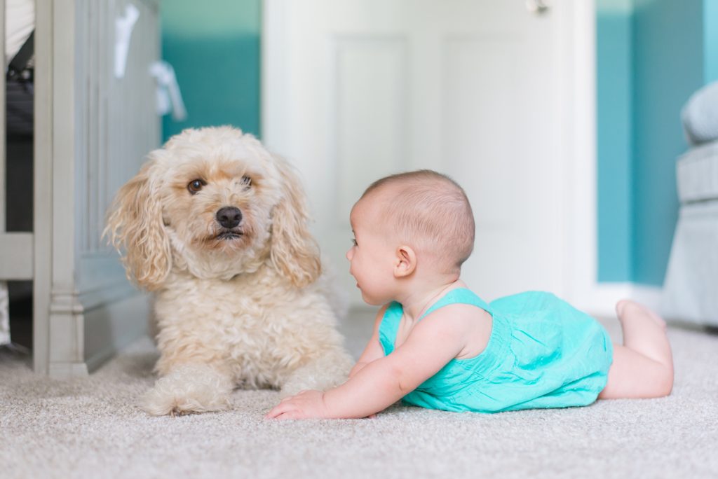 best carpet cleaner solution for pets