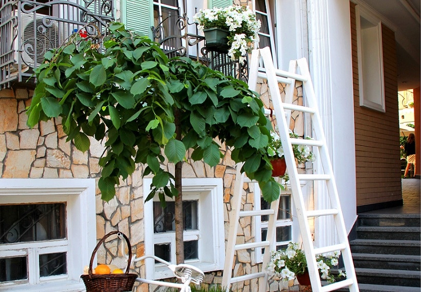 best step ladder for home use
