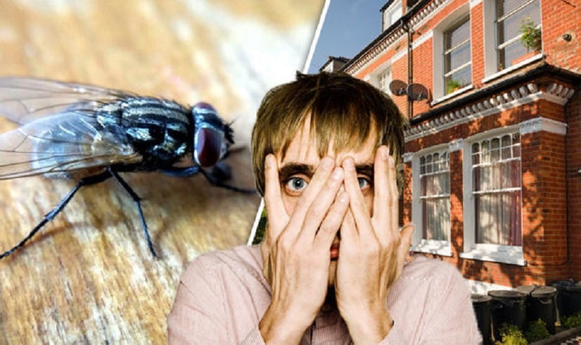 how to get rid of flies in the house